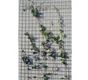 BOLOGNA DRAADPANEEL 5X5CM X150CM X 60CM GROEN