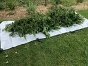 Zeil snoeiafval 5x1,30M